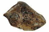 Fossil Juvenile Dinosaur (Triceratops) Tooth - Montana #339882-1